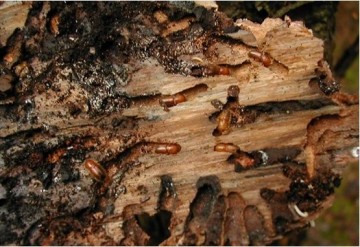 защита древесины от жуков